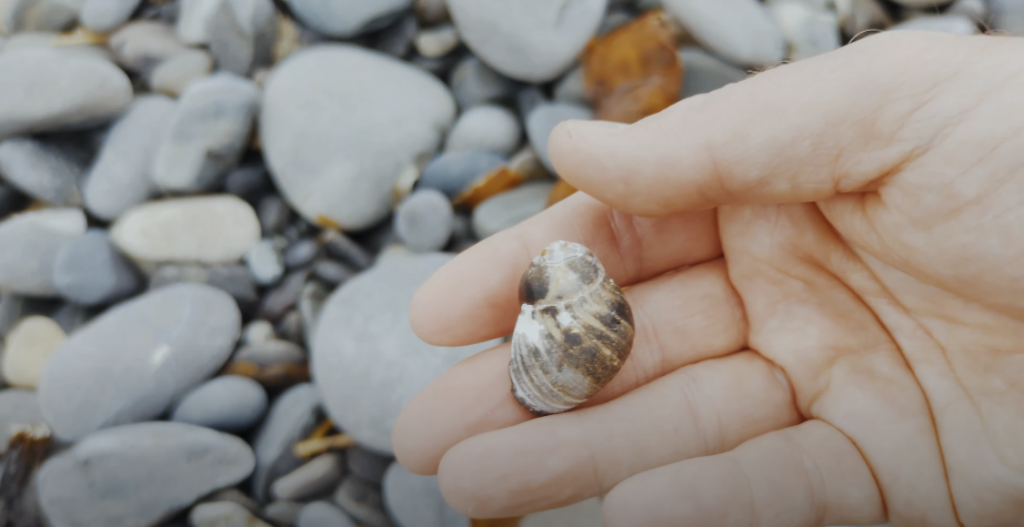 Photo of a hand holding a seashell